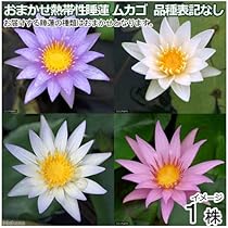 Amazon.co.jp: （ビオトープ）睡蓮 株売り おまかせ熱帯性睡蓮